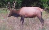 elk